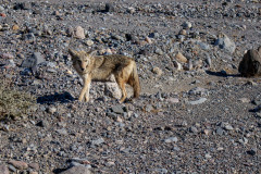 DeathValley_2021_00038